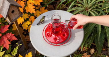 Feeding Hummingbirds This Fall? These 5 Sweet Spot Secrets Help You To Keep Your Hummers Safe And Happy