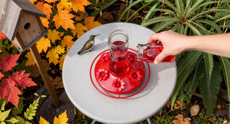 Feeding Hummingbirds This Fall? These 5 Sweet Spot Secrets Help You To Keep Your Hummers Safe And Happy