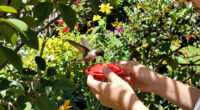 How To Hand-Feed Hummingbirds – 6 Critical Secrets To Enjoy This Heartwarming Garden Experience