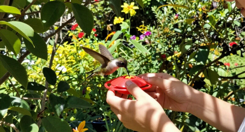 How To Hand-Feed Hummingbirds – 6 Critical Secrets To Enjoy This Heartwarming Garden Experience