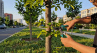 Toronto’s Tree Rules Are Getting Tougher. Here’s What Changes Sept. 1 - CBC