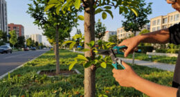 Toronto’s Tree Rules Are Getting Tougher. Here’s What Changes Sept. 1 - CBC