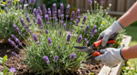 Weekend Win: Prune Lavender Now To Help It Survive Winter Chills