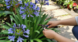 What To Do With Agapanthus In August – 3 Easy Care Tips For Longer-Lasting Blooms This Year And Healthier Plants Next Year