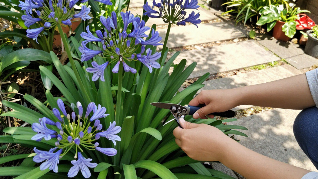 What To Do With Agapanthus In August – 3 Easy Care Tips For Longer-Lasting Blooms This Year And Healthier Plants Next Year