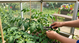 10 Best Garden Greenhouse Kits for 2026