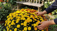 11 Best Garden Chrysanthemums in 2026