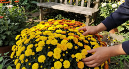 11 Best Garden Chrysanthemums in 2026