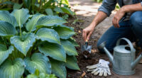 11 Best Hosta Garden Care Products for Shade Gardens in 2026