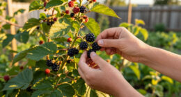 12 Best Berry-Producing Shrubs in 2026