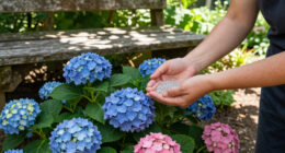 12 Best Hydrangea Fertilizers in 2026