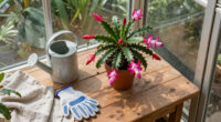 14 Best Christmas Cactus Care Products in 2026