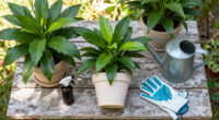 14 Best Peace Lily Care Products in 2026