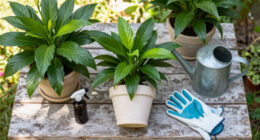 14 Best Peace Lily Care Products in 2026