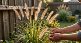 15 Best Ornamental Grasses for 2026