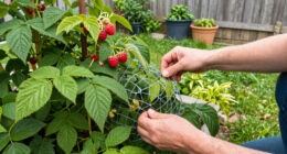 4 Foolproof Ways Protect Your Berries From Animals So You Can Actually Enjoy Your Harvest