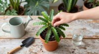 6 Best Thanksgiving Cactus Fertilizer in 2026