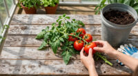 6 Smart Ways To Reuse Spent Tomato Vines (That's Not Just Putting Them In Your Compost)