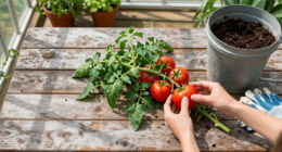 6 Smart Ways To Reuse Spent Tomato Vines (That's Not Just Putting Them In Your Compost)