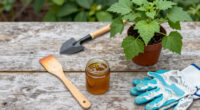 9 Best Petroleum Jelly for Plants in 2026