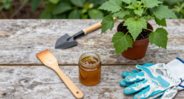 9 Best Petroleum Jelly for Plants in 2026