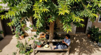 Cairo Governorate Denies Cutting Old Camphor Tree In Maadi