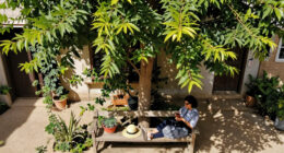 Cairo Governorate Denies Cutting Old Camphor Tree In Maadi