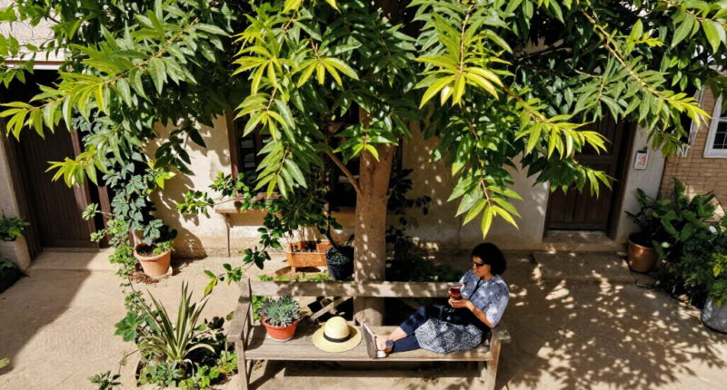 Cairo Governorate Denies Cutting Old Camphor Tree In Maadi