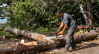 Crews Start To Remove Trees From San Francisco Waterfront Park - NBC Bay Area