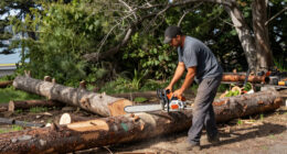 Crews Start To Remove Trees From San Francisco Waterfront Park - NBC Bay Area