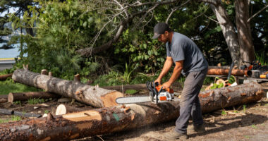 Crews Start To Remove Trees From San Francisco Waterfront Park - NBC Bay Area