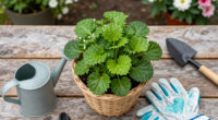 Every Garden Needs One Plant That Makes Containers Look Full Instantly – These 7 Are Multi-Season Showstoppers