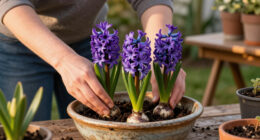 How To Plant Hyacinth Bulbs In September For Bowls Of Fragrant Christmas Flowers