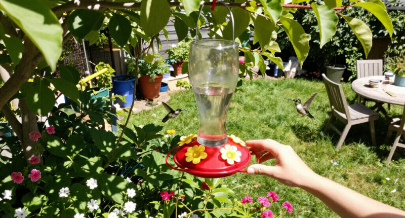 Is Your Backyard On The Hummingbird Migration Map? See Where These Tiny Birds Are Stopping Off