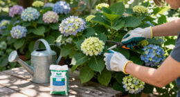 Is Your Hydrangea A Lazy Bloomer? 6 Easy September Fixes To Unlock A Gorgeous Comeback Next Year