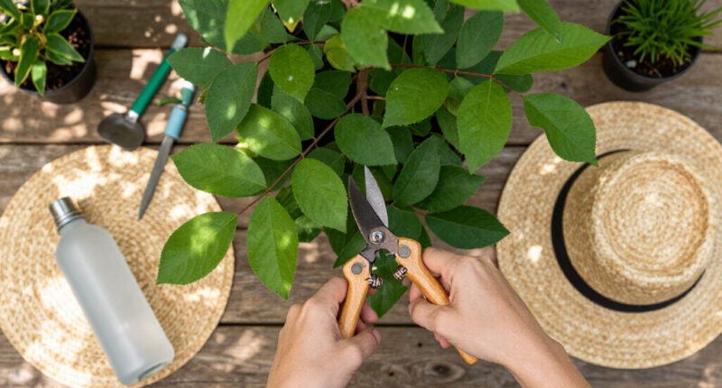 Kalgoorlie Tree Services Surges In Global Coverage