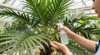 Preventive Monitoring Of Red Palm Weevil Continues In Buenos Aires Nurseries