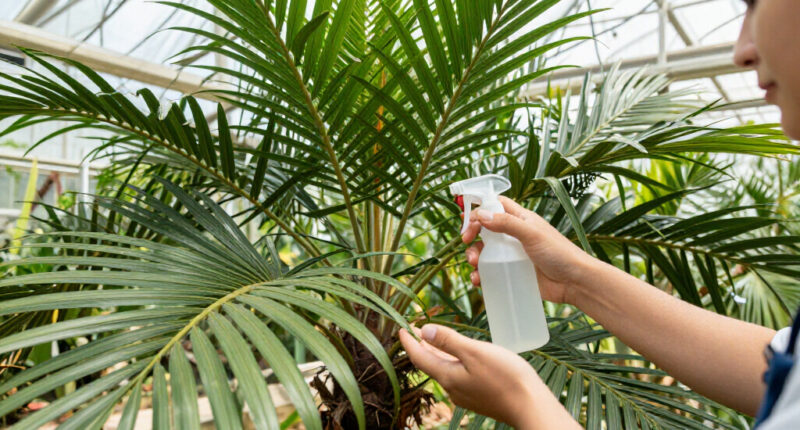 Preventive Monitoring Of Red Palm Weevil Continues In Buenos Aires Nurseries