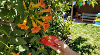 September Is The Best Month To Attract Hummingbirds – 5 Easy Ways To Bring More Tiny Travelers To Your Yard