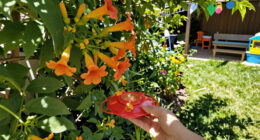September Is The Best Month To Attract Hummingbirds – 5 Easy Ways To Bring More Tiny Travelers To Your Yard