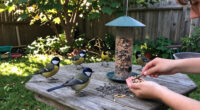 What Backyard Birds Need In September – 6 Easy Ways To Help Them Through Fall