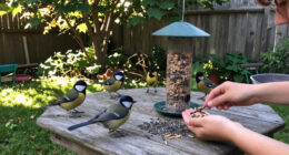 What Backyard Birds Need In September – 6 Easy Ways To Help Them Through Fall