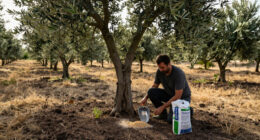 10 Best Olive Tree Fertilizers for Healthy Growth and Fruit Production in 2027