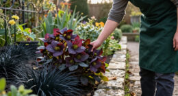 11 Best Gothic Garden Plants for Dramatic Color in 2027