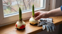 12 Best Waxed Amaryllis Bulbs for Easy Holiday Blooms in 2027