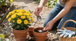 15 Best Chrysanthemum Fertilizers for Fuller Blooms in 2027