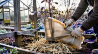15 Best Clematis Winter Protection Products for 2027
