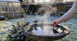 15 Best Heated Bird Baths for Winter Birds in 2027