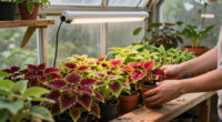 15 Best Indoor Coleus Grow Lights for Colorful Foliage in 2027