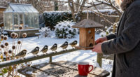 15 Best Winter Bird Feeders for Cold-Weather Backyard Feeding in 2027